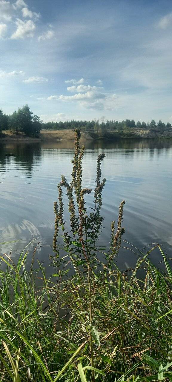 Фото Гостевого дома Жукова гора Касимов 248